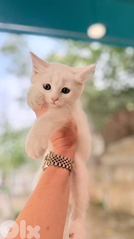 Cute Turkish Angora kittens in store 0