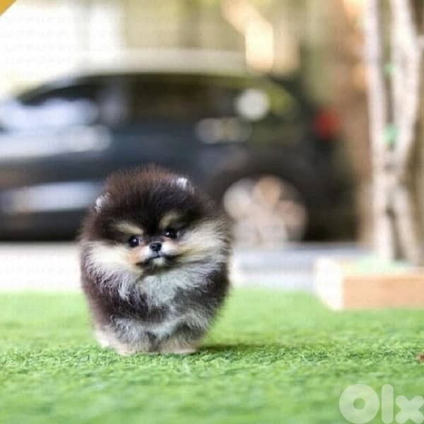 Beautiful Pomeranian Teacup Boo face Available 0