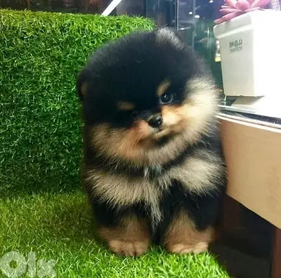 Cutest Black & tan Pomeranian Teacup Teddy Bear Face