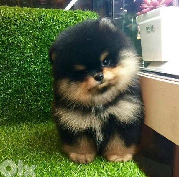 Cutest Black & tan Pomeranian Teacup Teddy Bear Face 0