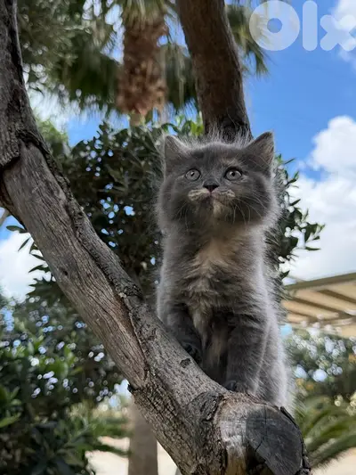 British Kitten 100$