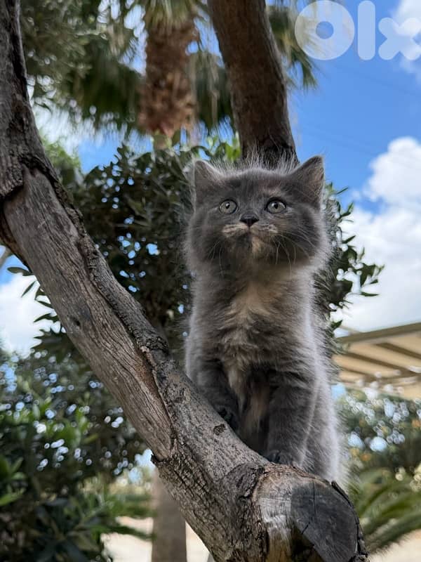 British Kitten 100$ 0