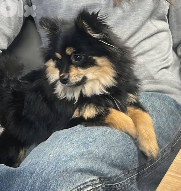 Black is looking for a happy family 0