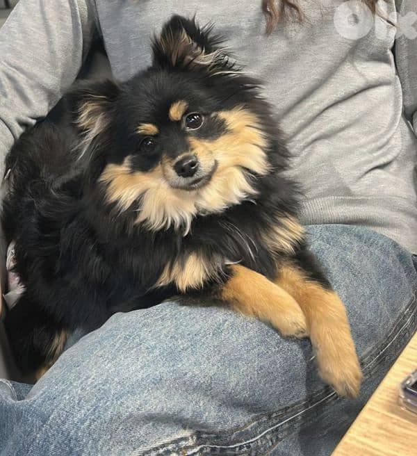 Black is looking for a happy family 1