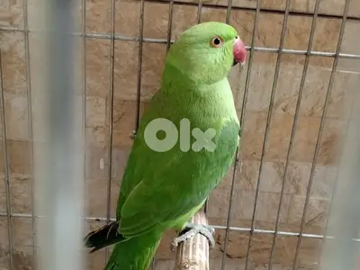 دكر ببغاء دره