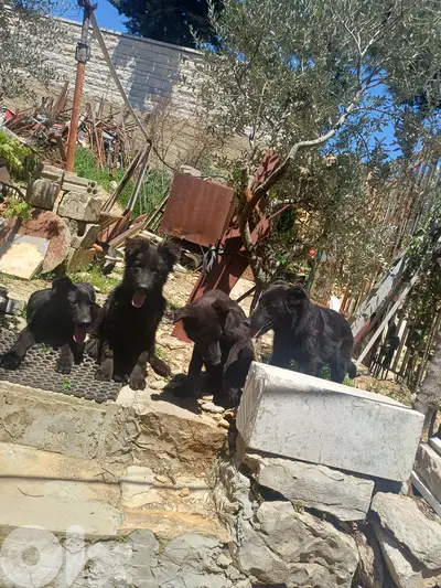 black german shepherd