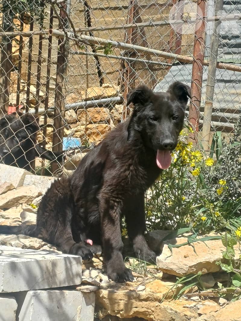 black german shepherd 3