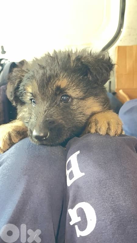 Pure Breed German Shepard Puppies 2 months old 0