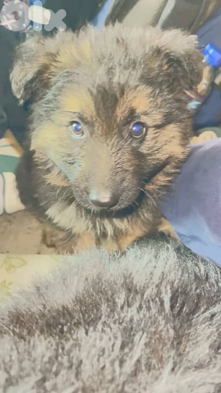 Pure Breed German Shepard Puppies 2 months old 1