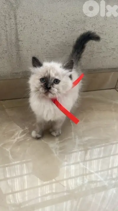 adorable himilayen kitten
