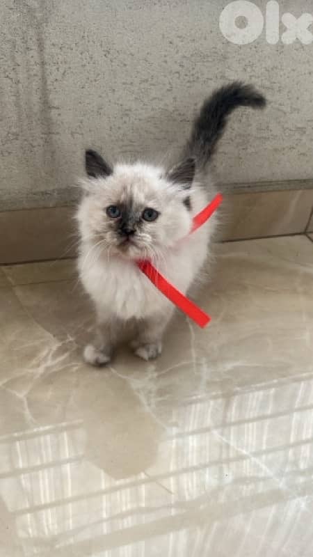adorable himilayen kitten 0