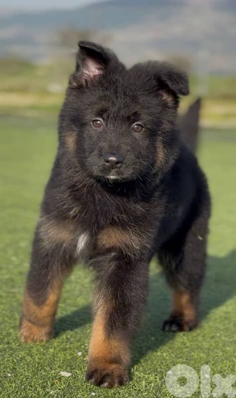 German Shepherd 0