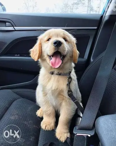 Golden Retriever Puppies / dog كلاب