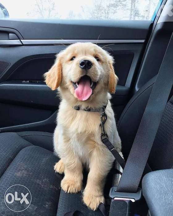 Golden Retriever Puppies / dog كلاب 0