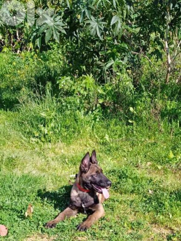 Professional Puppy Training Services 0