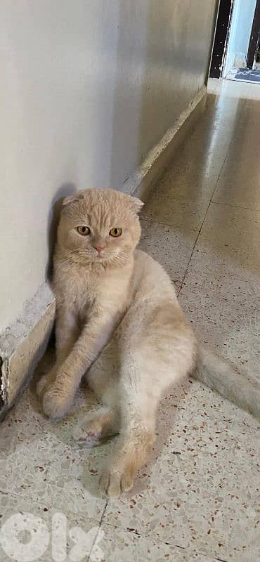 bourj hammoud 0