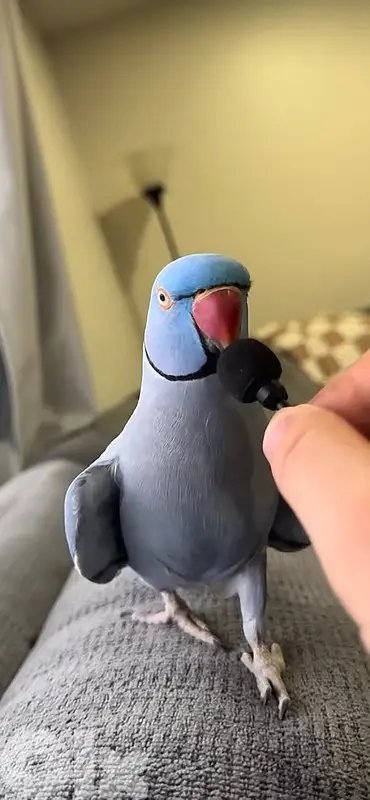 ringneck parrot