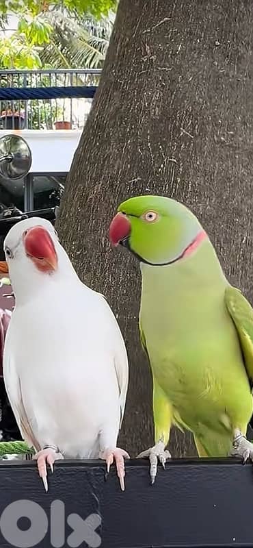 ringneck parrot 1