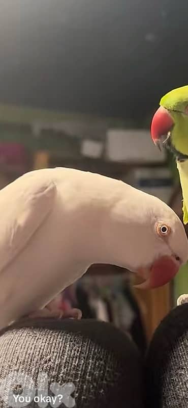 ringneck parrot 3