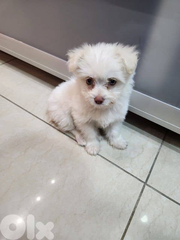 CUTEST MALTIPOO - 5 months Old 0