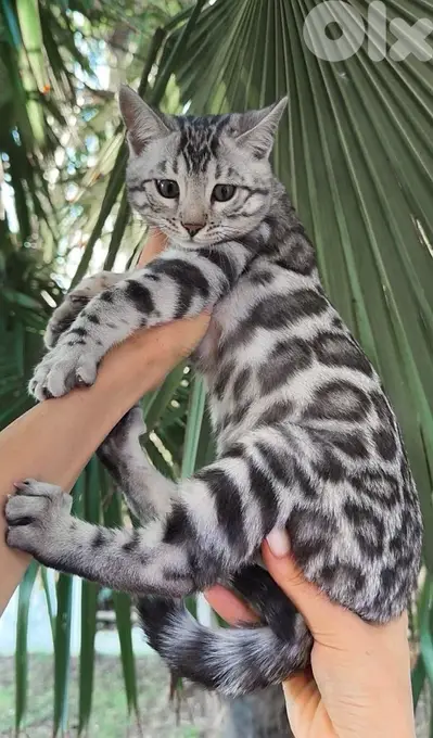 Pure Bengal kittens available in store & delivery