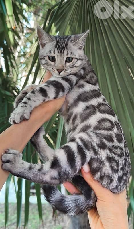 Pure Bengal kittens available in store & delivery 0