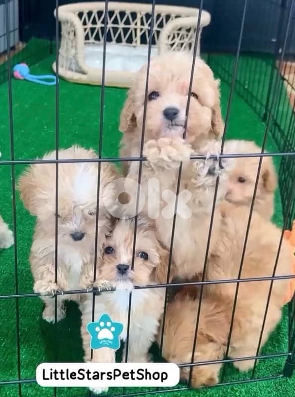 Cutest Toy Maltipoo puppies available 0