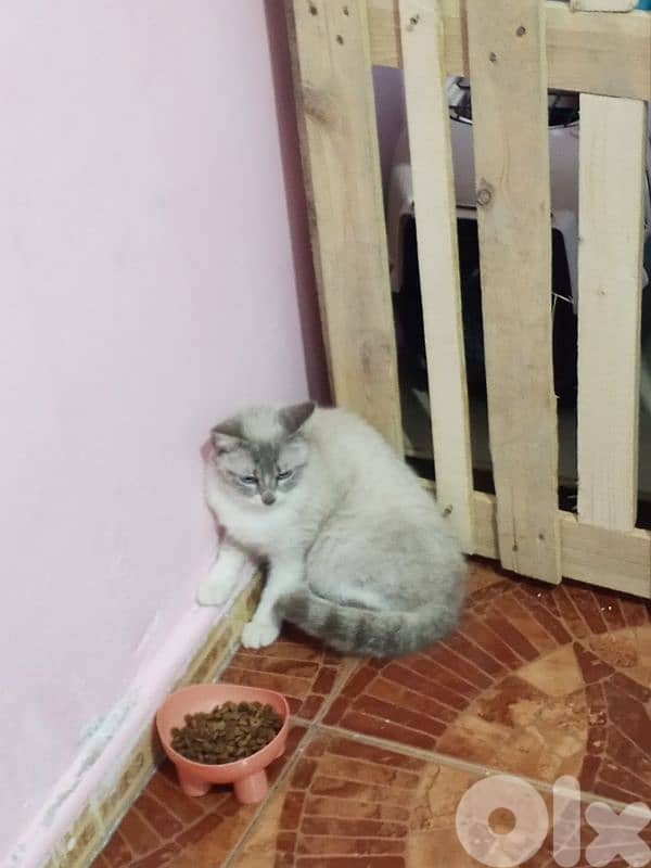 قط ذكر 0
