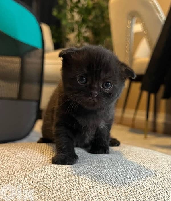 Scottish Black kitten delivery available 0