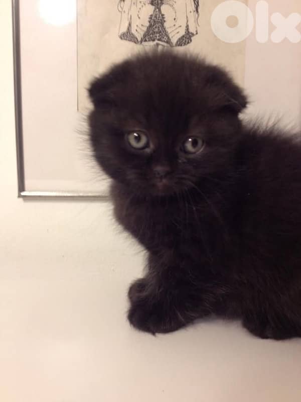 Scottish fold black kitten 0