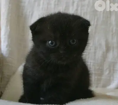 Scottish fold kitten black cutie delivery