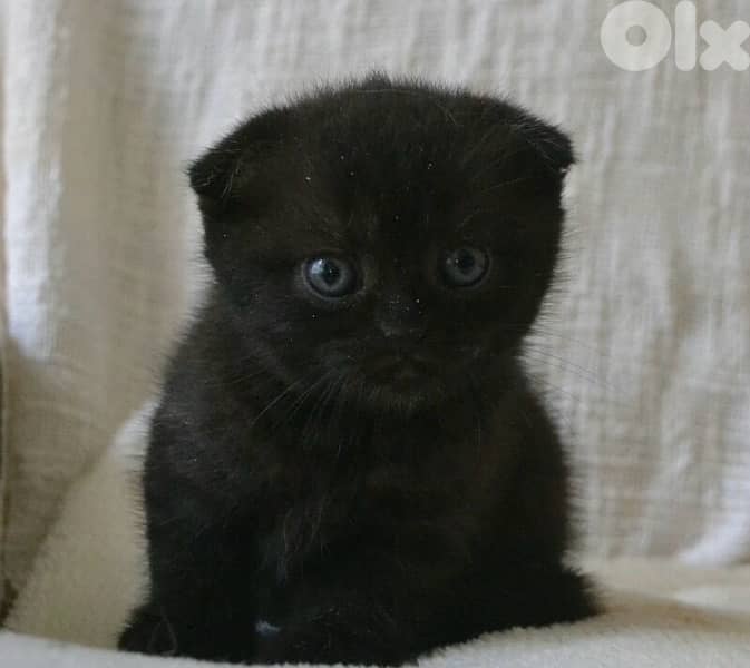 Scottish fold kitten black cutie delivery 0
