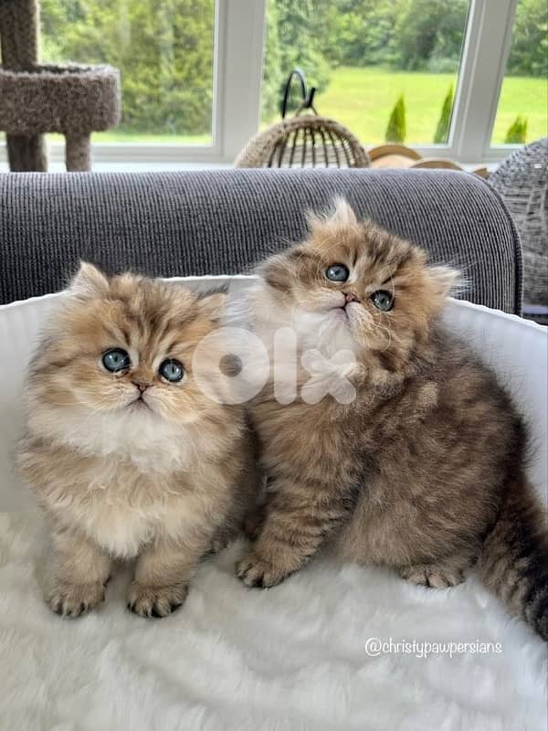 persian chanchilla and gold 0