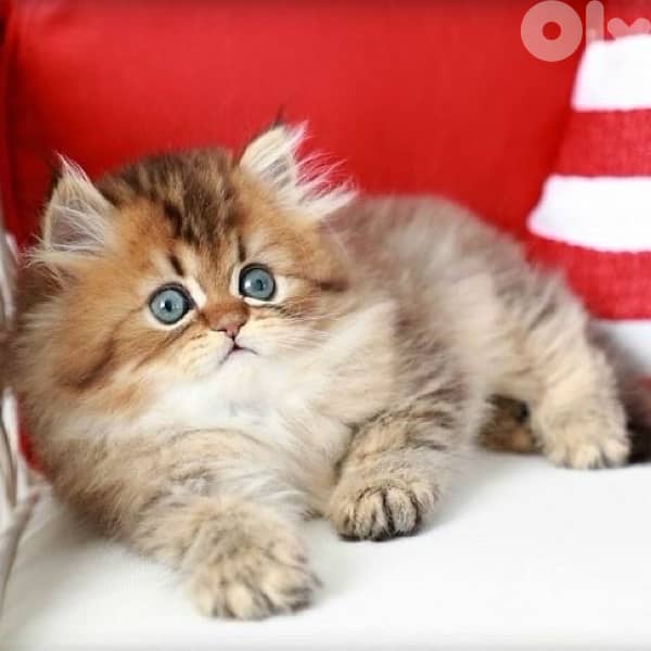 persian chanchilla and gold 3