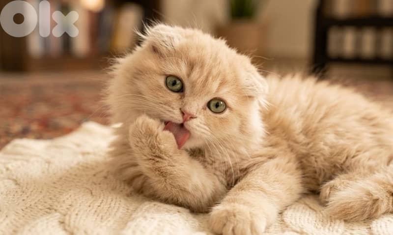 persian chanchilla and gold 6