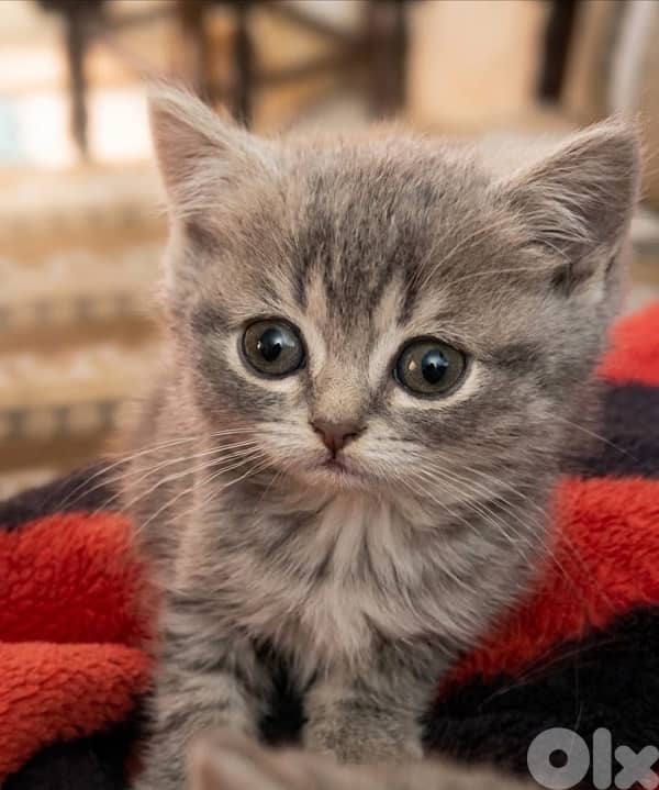persian chanchilla and gold 8