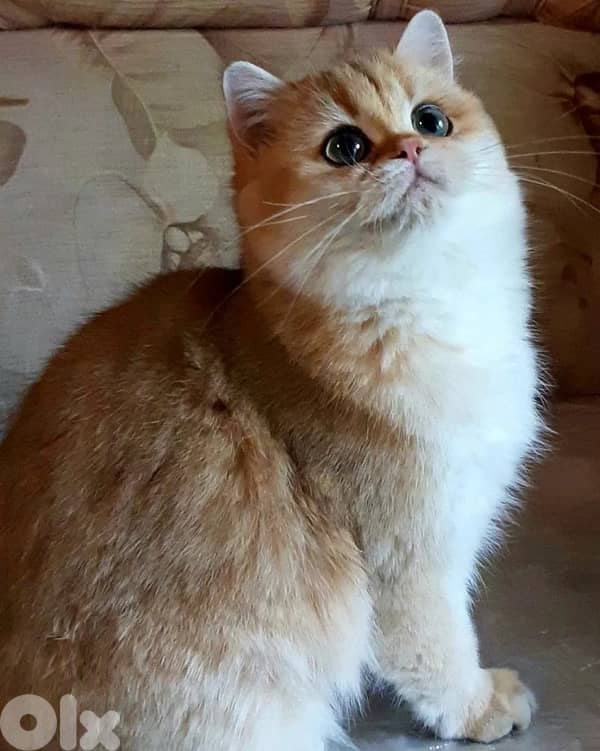 british gold male 0
