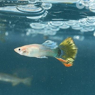 Fish Pet Guppies Guppie read description for deals 0