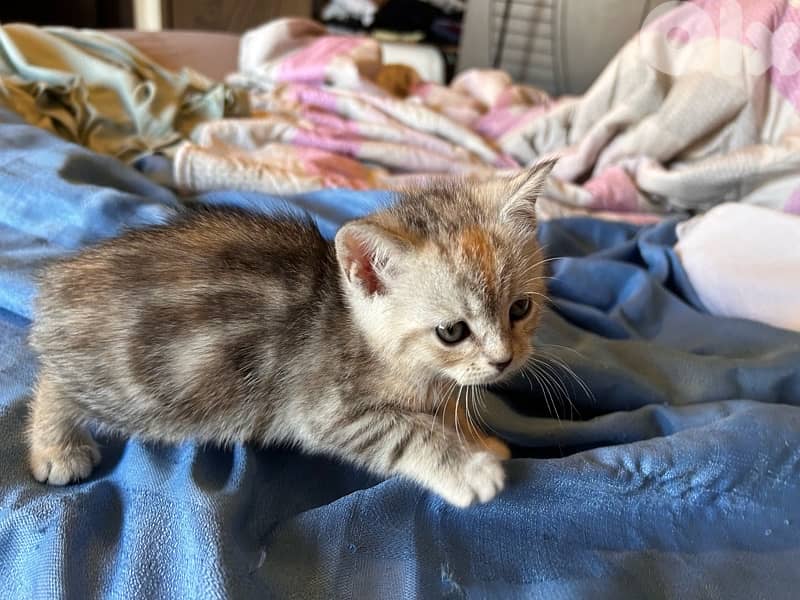 3 small British short hair kittens 3