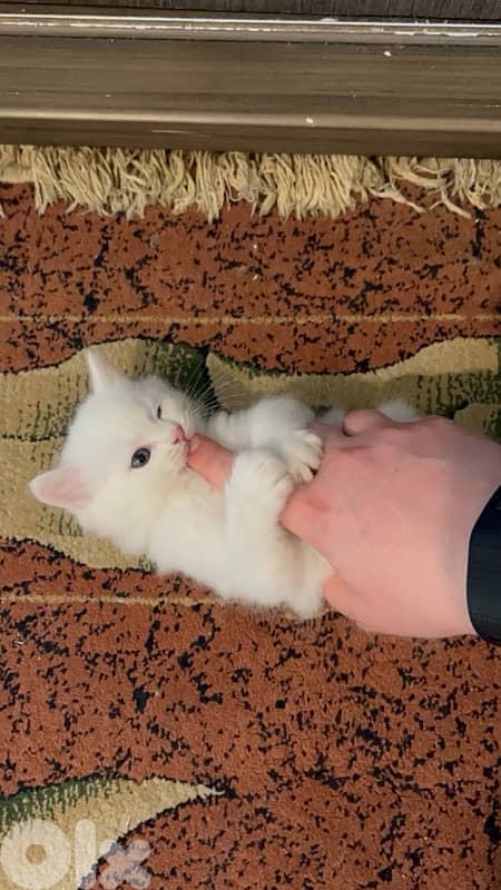 small white male kitten british long-hair kitten 3