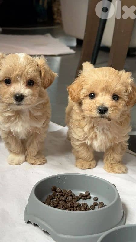 maltipoo puppies 0