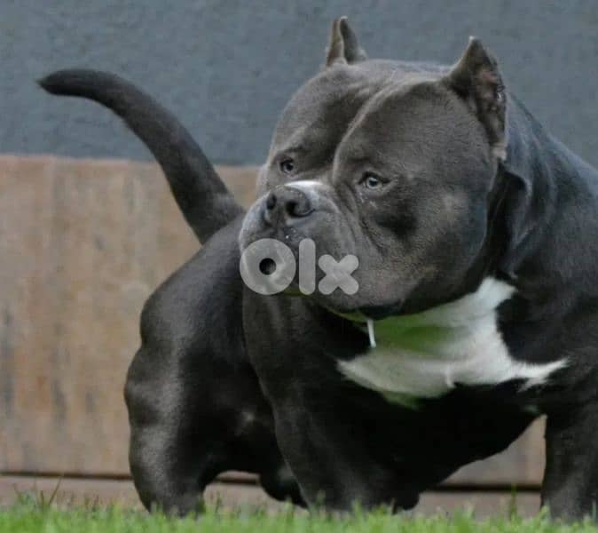 american bully 0