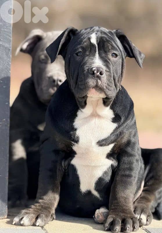 american bully 1