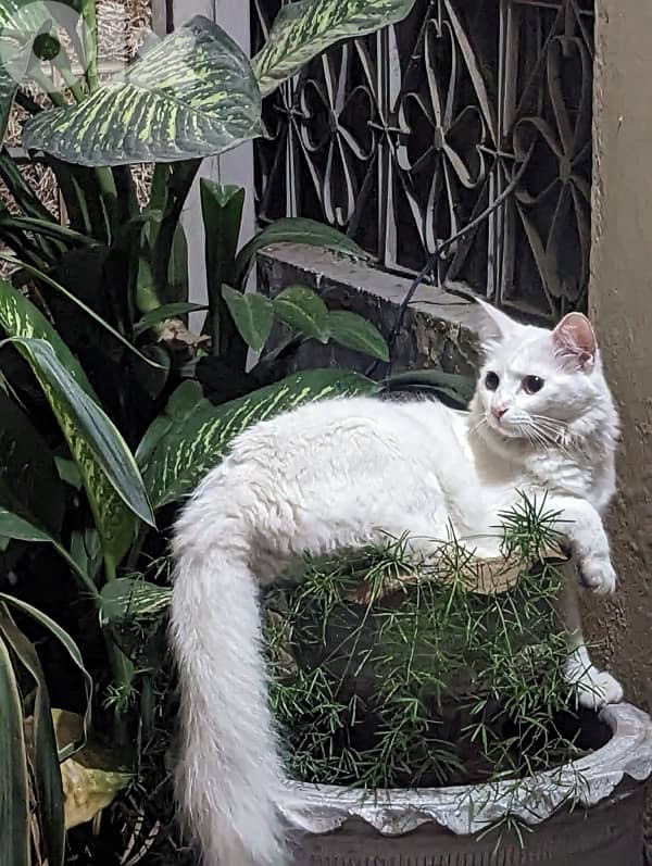 turkish angora 0