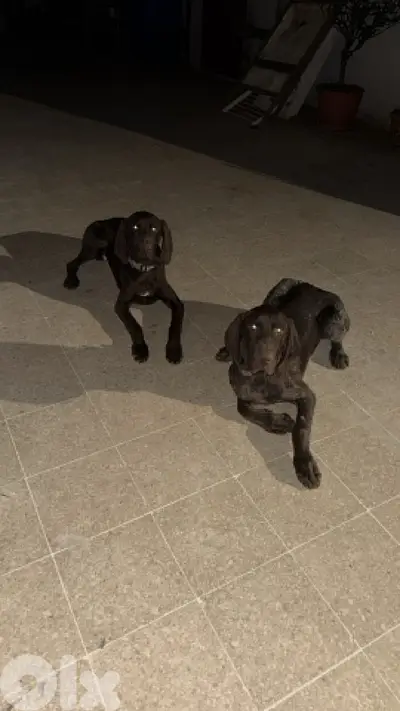 Gsp hunting dogs