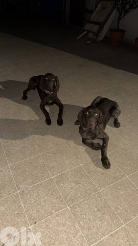 Gsp hunting dogs 0