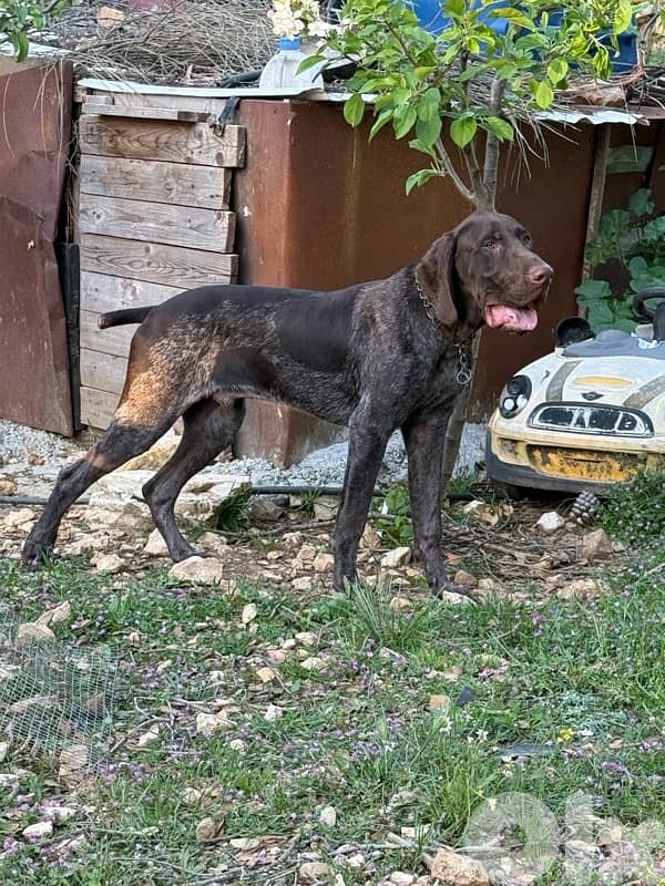 Gsp hunting dogs 1