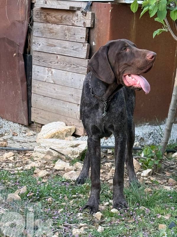 Gsp hunting dogs 2