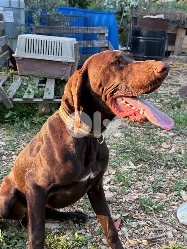 Gsp hunting dogs 3