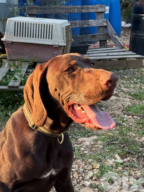 Gsp hunting dogs 4
